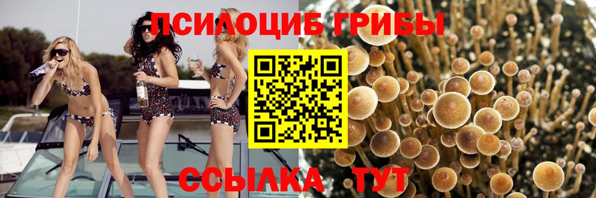 Псилоцибиновые грибы Psilocybine cubensis Лосино-Петровский
